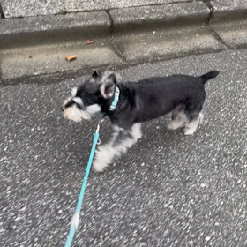 元気なりましたの画像