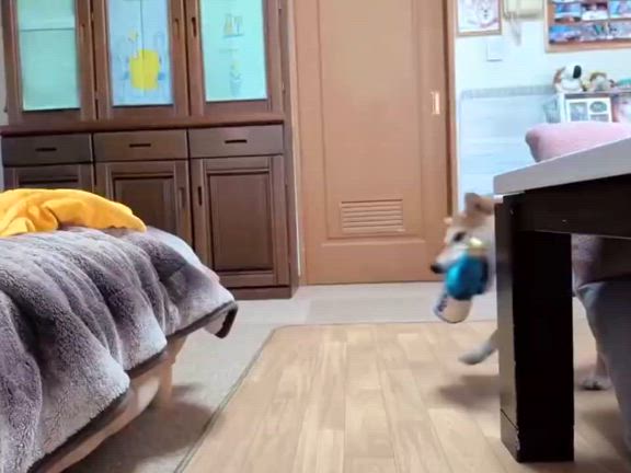 犬吟醸で上機嫌♪の記事動画