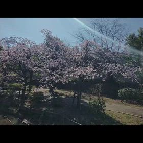 C GIRLの画像