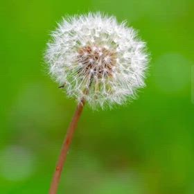 AIが言ってたからの画像