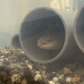 うなぎの画像