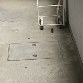 ミッキーの画像