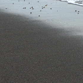 アサリの画像