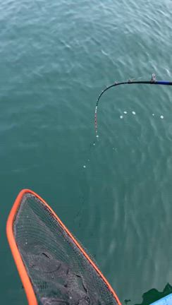 クログチに代わりマダイ爆釣‼️メジロに大サバにアジ、ヒラスズキ‼️－１日の釣果－の記事動画