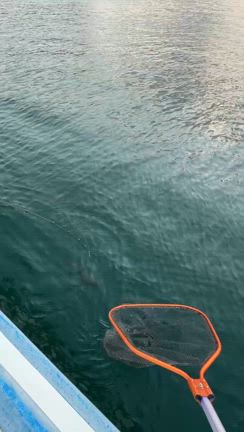 クログチに代わりマダイ爆釣‼️メジロに大サバにアジ、ヒラスズキ‼️－１日の釣果－の記事動画