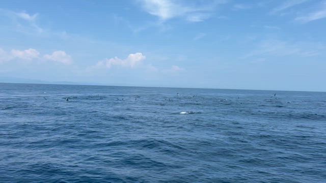 8月17日　マグカツの記事動画