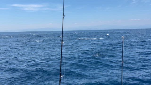 8月2日　マグカツの記事動画