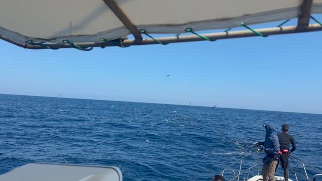 5月16日　マグカツの記事動画