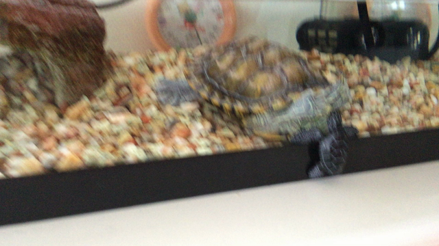 謎の動きの記事動画
