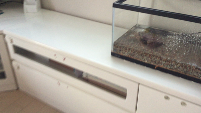 呼んだら、くるピョコの記事動画