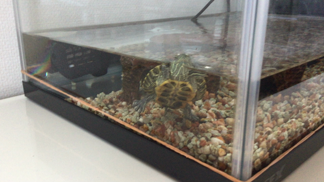 エサちょうだいアピールの記事動画
