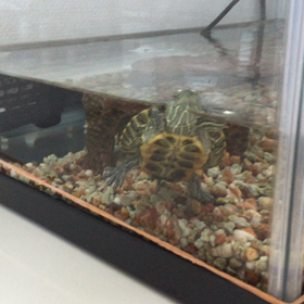 エサちょうだいアピールの画像