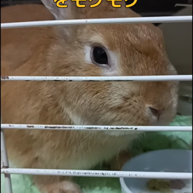 おやつもう少しあげとけば...の画像