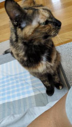 アジも連立離脱？？IN【三重】の記事動画