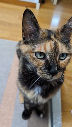 うちの猫１６歳になりました️(=^・^=)の記事動画