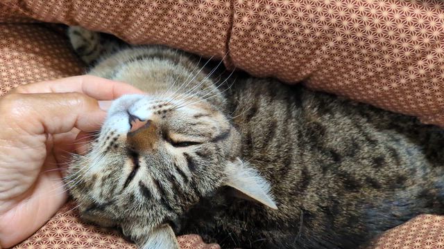 Ｇ杯もサヨナラ勝ち？？？IN【がまかつ】の記事動画