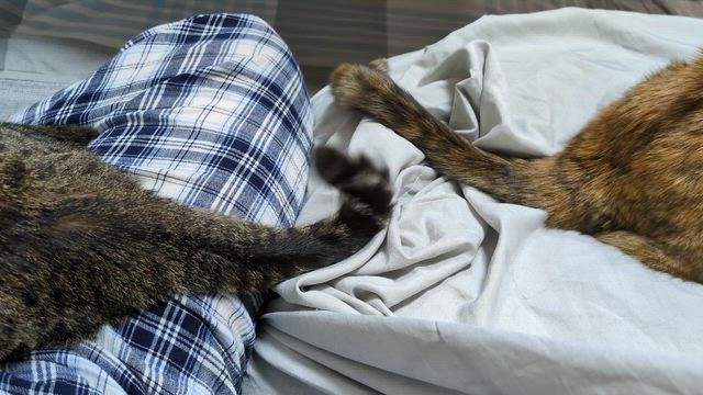 デカベラの強い引きに酔う？？？IN【大安池】トーナメント決勝戦の記事動画