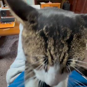 お腹の上でフミフミしてくれる保護猫ちゃんの画像