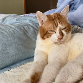 櫓を漕ぐおいらの画像