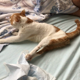 おいらのびっくり！の画像