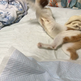 龍神ニッポンへの道の画像