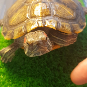 ( * ॑꒳ ॑*)۶"ﾅﾃﾞﾅﾃﾞの画像