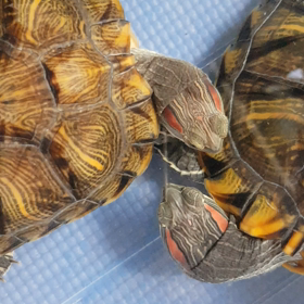 朝子とアルミン 恋の行方は?の画像