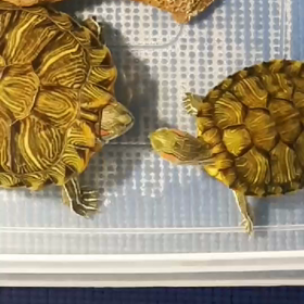 まだ子供だと思ってたのにの画像