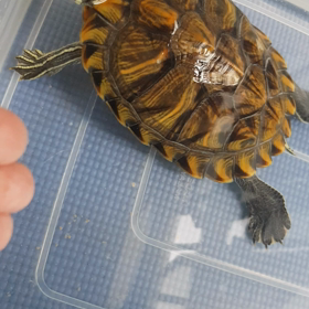 さらに賢いの画像