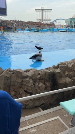 家族で弾丸名古屋港水族館へ！の記事動画