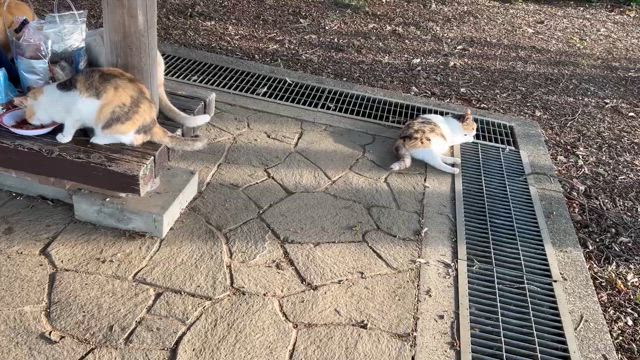 2024.07.08 つつじが岡公園の地域猫たちの記事動画