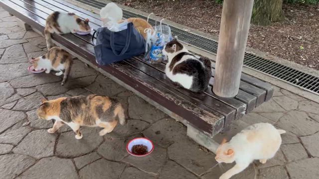 2024.07.01 つつじが岡公園の地域猫たちの記事動画