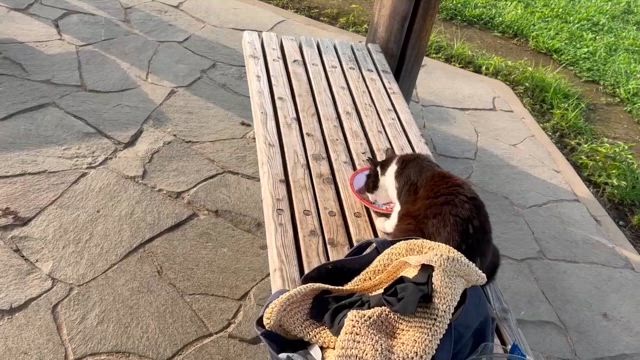2024.07.06 つつじが岡公園の地域猫たちの記事動画