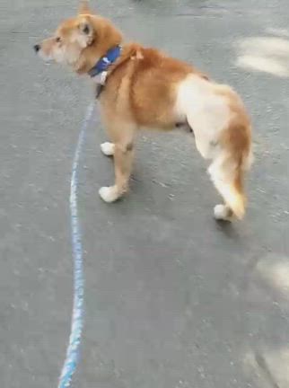 宗像市で迷子犬探してます！茶色の３本足 青い首輪の記事動画