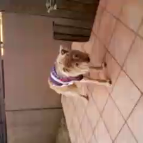 ピーちゃんの画像