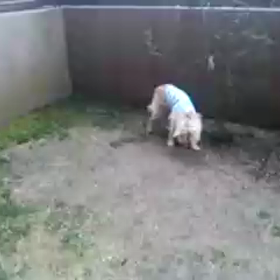 動画ピーちゃん♪の画像