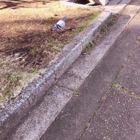 スラムダンクを知らない彼女の画像