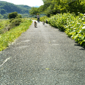 ワンコと休日の画像