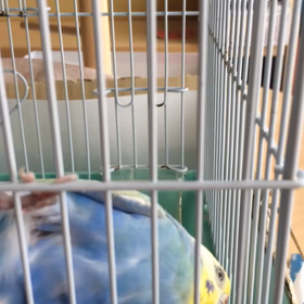 怖い怖いほわ毛ϵ( 'Θ' )϶の画像