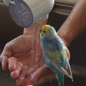 ぴぃさん二日ぶりの水浴びの画像