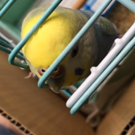 おねだりの画像
