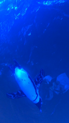 サンシャイン水族館✨の記事動画