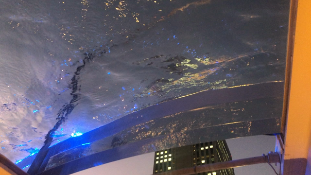 サンシャイン水族館✨の記事動画