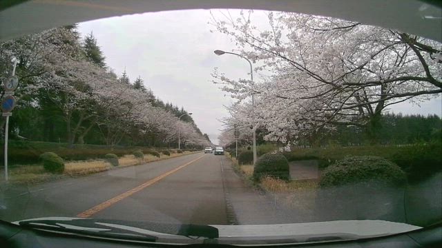 2024/04/07 ソロドライブ：つくば市の農林さくら通りへの記事動画