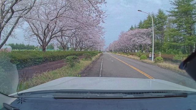 2024/04/07 ソロドライブ：つくば市の農林さくら通りへの記事動画