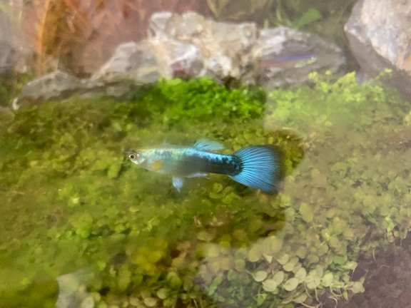 近場での釣り、鯖登場！の記事動画