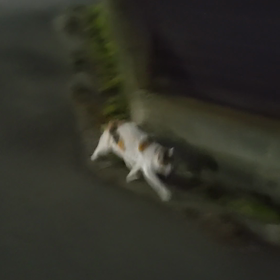 我が家に迎えたい！の画像