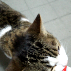 初チュールの画像