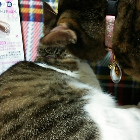 テストの画像