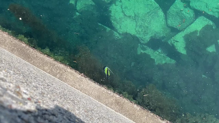 和歌山で釣りの記事動画